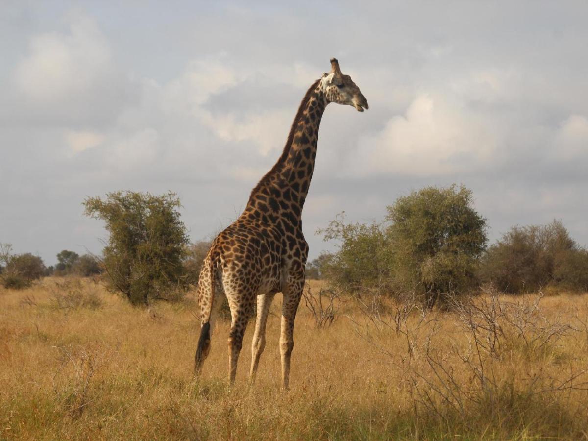 Masorini Bush Lodge & Safari Tents Phalaborwa Eksteriør bilde